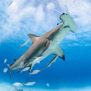 Great hammerhead shark seen from below against bright surface with jacks, Bimini, Bahamas