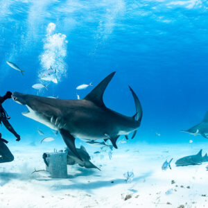 Feeder meeting great hammerhead shark, nurse sharks resting on the sand, Bimini, Bahamas