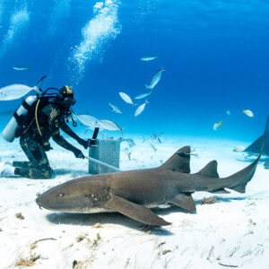 Nurse shark resting on sand in foreground, feeder and bait box behind, Bimini, Bahamas