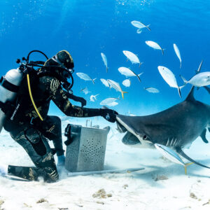 Feeder kneeling at bait box offering food to great hammerhead shark under jacks, Bimini, Bahamas