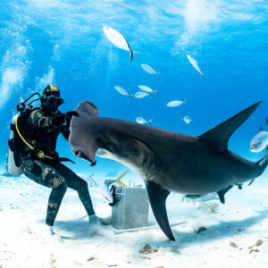 Great hammerhead shark twisting at feeder's hand above bait box, Bimini, Bahamas