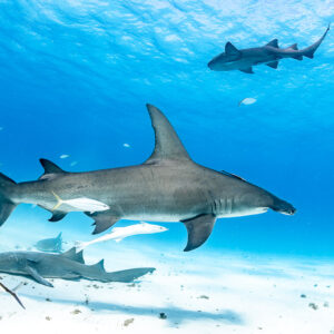Great hammerhead shark cruising between nurse sharks, one above and one below, Bimini, Bahamas