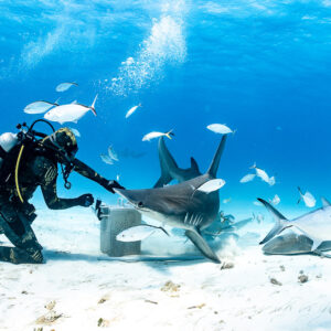 Great hammerhead shark diving to bait box as feeder reaches out, nurse shark nearby, Bimini, Bahamas