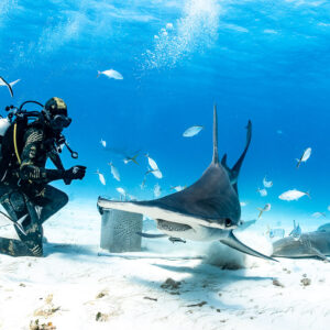 Great hammerhead shark approaching the camera beside kneeling feeder, Bimini, Bahamas