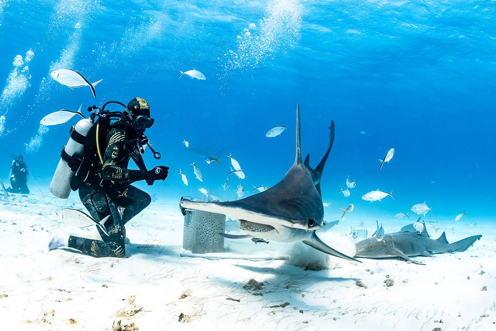 Great hammerhead shark approaching the camera beside kneeling feeder, Bimini, Bahamas