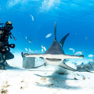Great hammerhead shark facing camera, wide head and mouth, feeder behind, Bimini, Bahamas
