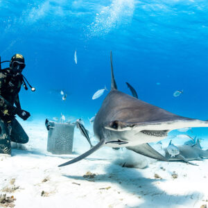 Great hammerhead shark turning toward camera, feeder and bait box on the left, Bimini, Bahamas