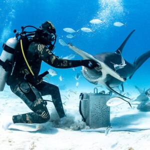 Great hammerhead shark lunging at feeder's hand above bait box in sand puff, Bimini, Bahamas