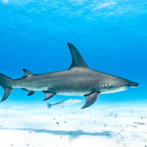 Great hammerhead shark in clean side profile swimming above sand, Bimini, Bahamas