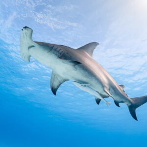 Great hammerhead shark seen from below against sunlit surface, belly view, Bimini, Bahamas