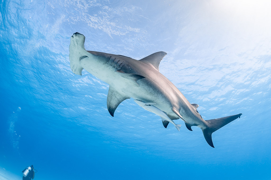 Great hammerhead shark seen from below against sunlit surface, belly view, Bimini, Bahamas