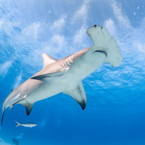 Great hammerhead shark banking overhead, divers small on the bottom, Bimini, Bahamas