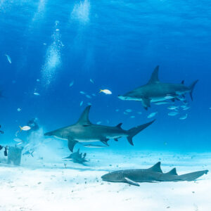 Two great hammerhead sharks circling feeder, nurse shark on sand, wide view, Bimini, Bahamas