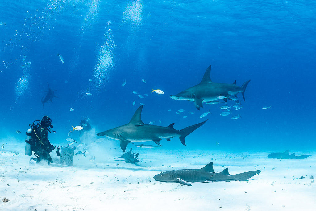 Two great hammerhead sharks circling feeder, nurse shark on sand, wide view, Bimini, Bahamas