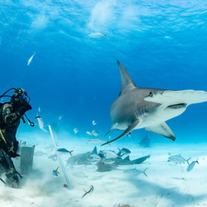 Grand requin-marteau approchant le nourrisseur au-dessus des requins-nourrices massés à la caisse d’appât, Bimini, Bahamas
