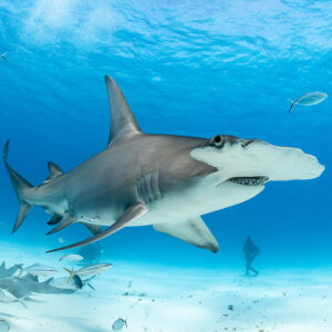 Great hammerhead shark passing camera with nurse sharks massed below, Bimini, Bahamas