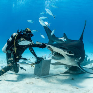 Great hammerhead shark with open mouth at feeder's hand, jacks swirling, Bimini, Bahamas
