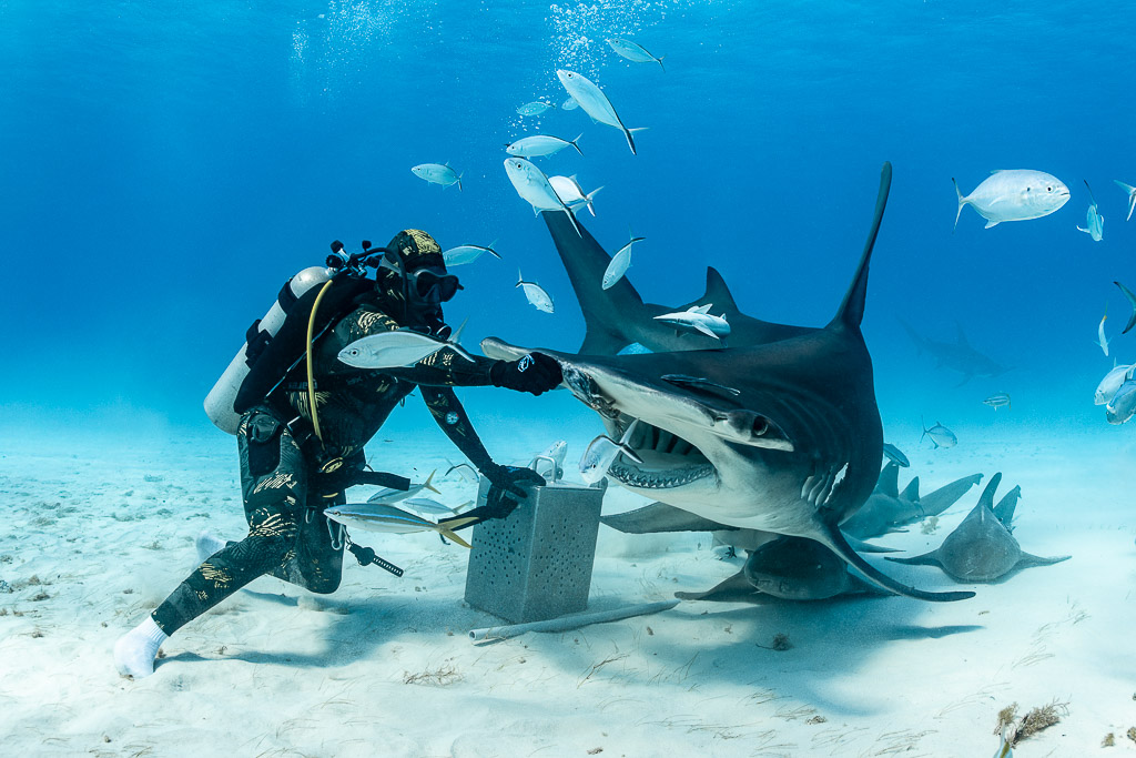 Great hammerhead shark with open mouth at feeder's hand, jacks swirling, Bimini, Bahamas