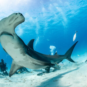 Great hammerhead shark wide-angle close pass in front of a line of divers, Bimini, Bahamas