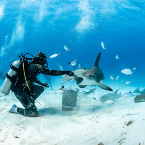 Feeder offering bait to great hammerhead shark, divers kneeling far behind, Bimini, Bahamas