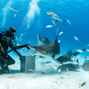 Great hammerhead shark and nurse sharks crowding bait box by feeder, Bimini, Bahamas