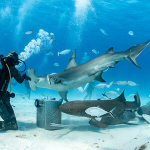 Great hammerhead shark rising over nurse shark at bait box, feeder kneeling, Bimini, Bahamas