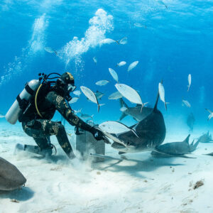 Nurse shark in foreground as feeder works the bait box with hammerhead behind, Bimini, Bahamas