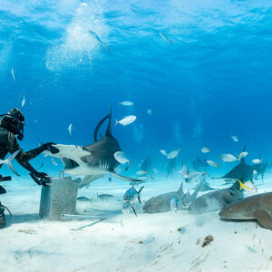 Feeder reaching toward great hammerhead shark, nurse sharks in foreground, Bimini, Bahamas