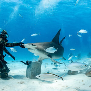 Feeder holding bait to great hammerhead shark's mouth among jacks, Bimini, Bahamas