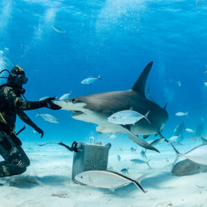 Great hammerhead shark taking bait from feeder, jacks swarming the bait box, Bimini, Bahamas