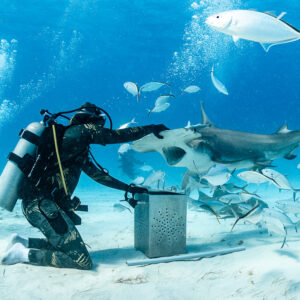 Great hammerhead shark arching its tail high as feeder hand-feeds it, Bimini, Bahamas
