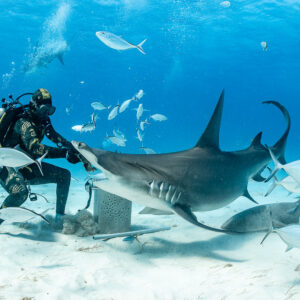 Great hammerhead shark sweeping past feeder over nurse sharks and jacks, Bimini, Bahamas