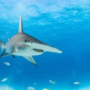 Great hammerhead shark head-on in open blue water with jacks, Bimini, Bahamas