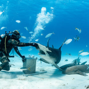 Feeder pushing away great hammerhead shark's head, nurse sharks at bait box, Bimini, Bahamas