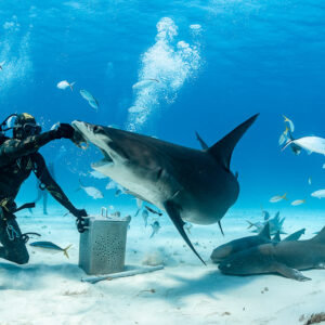 Great hammerhead shark turning sharply at feeder's hand over a nurse shark, Bimini, Bahamas