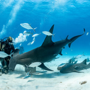 Great hammerhead shark diving to the sand by feeder, nurse sharks and jacks, Bimini, Bahamas