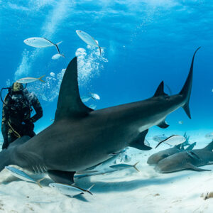 Great hammerhead shark nose to the sand beside nurse sharks, feeder behind, Bimini, Bahamas