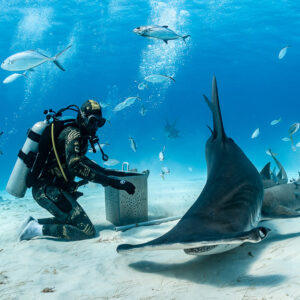 Great hammerhead shark turning tail-up toward camera beside feeder, Bimini, Bahamas