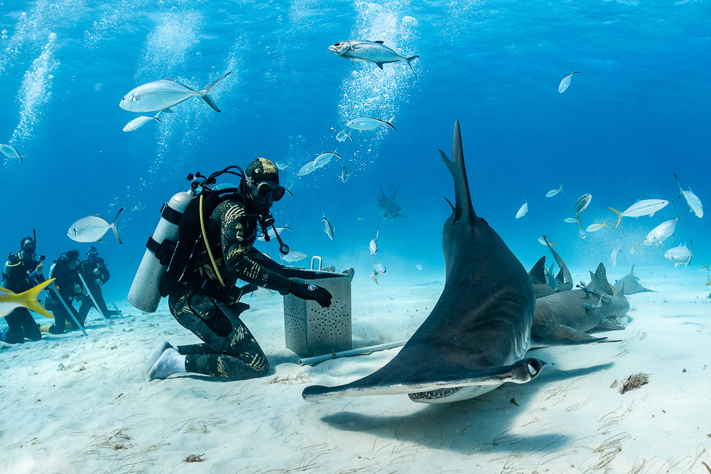 Great hammerhead shark turning tail-up toward camera beside feeder, Bimini, Bahamas