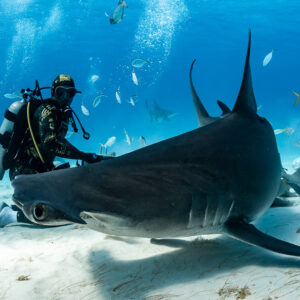 Great hammerhead shark low pass in foreground, feeder and divers behind, Bimini, Bahamas