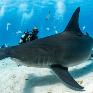 Great hammerhead shark broadside close pass, dorsal fin dominating the frame, Bimini, Bahamas