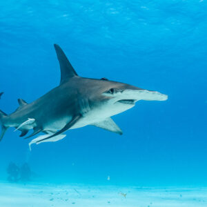 Great hammerhead shark in open water with remoras beneath, three-quarter front view, Bimini, Bahamas