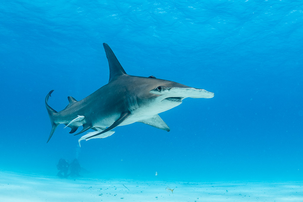Great hammerhead shark in open water with remoras beneath, three-quarter front view, Bimini, Bahamas