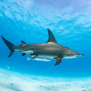 Great hammerhead shark cruising mid-water with a remora under rippled surface, Bimini, Bahamas