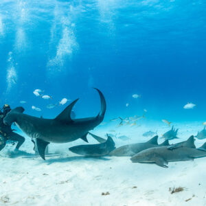 Great hammerhead shark circling among nurse sharks, divers lined up behind, Bimini, Bahamas