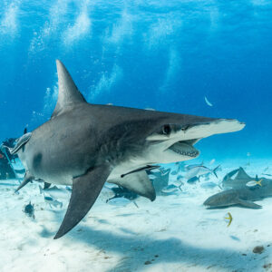 Grand requin-marteau approchant gueule ouverte, requins-nourrices en arrière-plan, Bimini, Bahamas