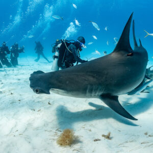 Grand requin-marteau au ras du sable face à l’objectif, plongeurs et nourrisseur derrière, Bimini, Bahamas