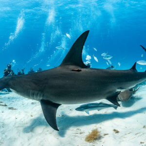 Great hammerhead shark broadside low over sand, line of divers watching, Bimini, Bahamas