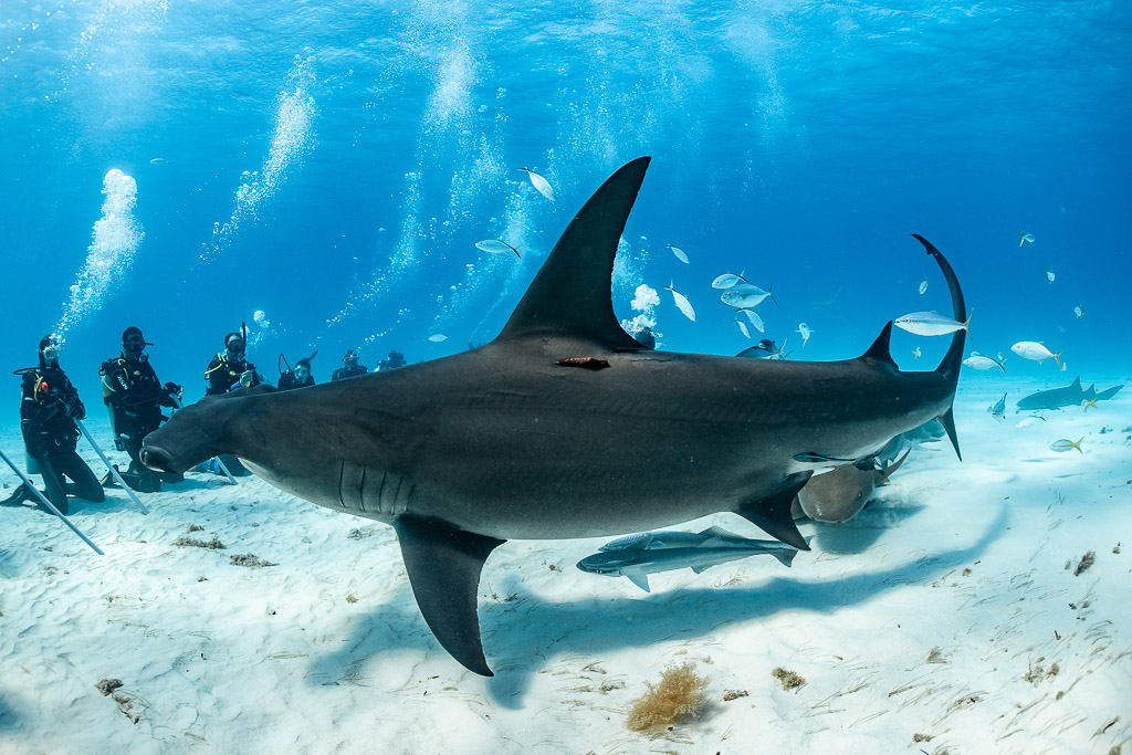 Great hammerhead shark broadside low over sand, line of divers watching, Bimini, Bahamas