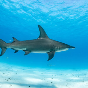 Great hammerhead shark gliding alone over sand, full side profile, Bimini, Bahamas